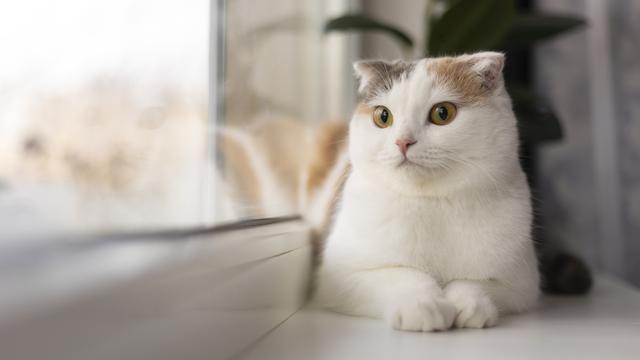 Ilustrasi kucing betina