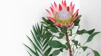 Mitos Bunga White Bird of Paradise