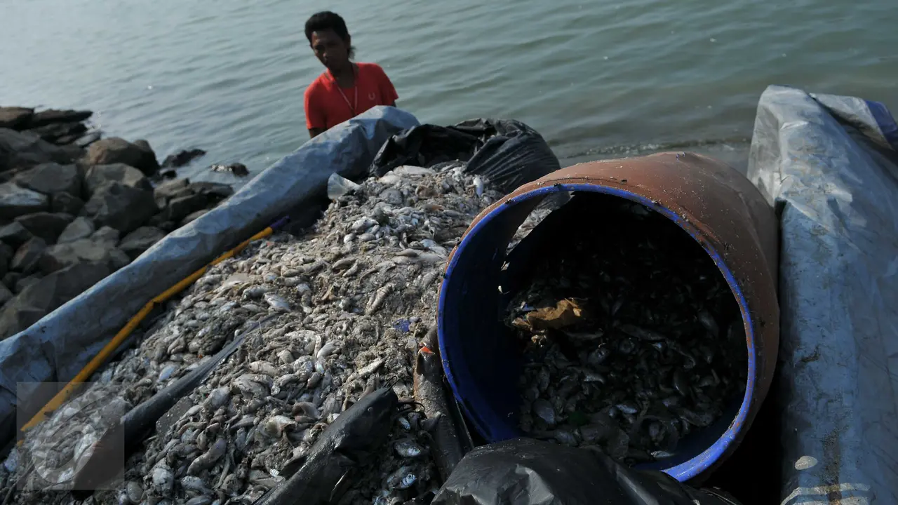 20151130-Ikan Mati di Ancol-Jakarta-Gempur M Surya