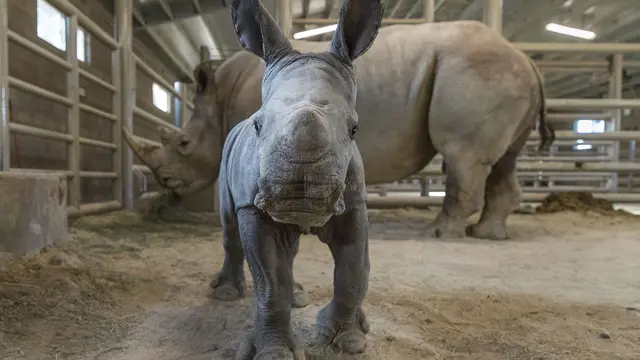 Seekor badak putih lahir di San Diego Zoo Safari Park pada 21 November 2019 diberi nama Future. (Ken Bohn/San Diego Zoo via AP)