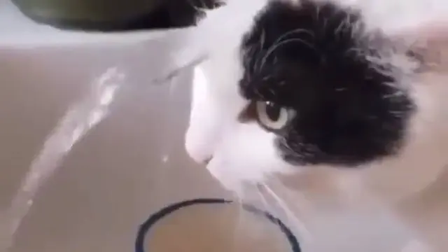 8 Tingkah Nyeleneh Kucing saat Makan dan Minum Ini Bikin Geleng Kepala