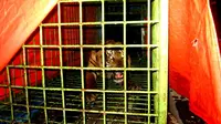 Keberadaan Harimau Sumatra di wilayah Taman Nasional Kerinci Seblat (TNKS) saat ini hanya tersisa 17 ekor saja (Liputan6.com/Yuliardi Hardjo) 