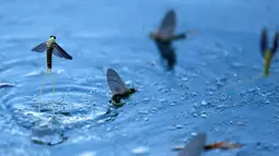 Kawanan lalat capung ekor panjang (Palingenia longicauda) berkumpul di permukaan sungai Tisza untuk kawin, Hungaria, Selasa (14/6). Umurnya hanya dari 30 menit sampai 1 hari. (REUTERS / Laszlo Balogh)