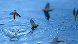 Kawanan lalat capung ekor panjang (Palingenia longicauda) berkumpul di permukaan sungai Tisza untuk kawin, Hungaria, Selasa (14/6). Umurnya hanya dari 30 menit sampai 1 hari. (REUTERS / Laszlo Balogh)