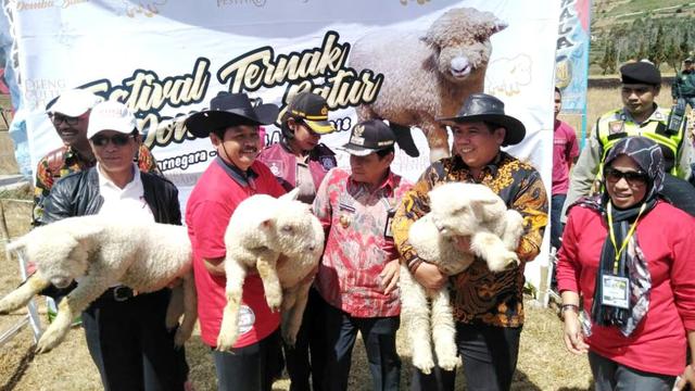 Anakan domba batur berusia 2-4 bulan bisa seharga jutaan rupiah. ( Foto: Liputan6.com/Muhamad Ridlo).