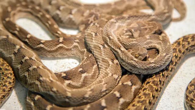 Mimpi Bertemu Banyak Ular