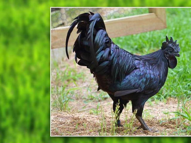 Ayam Cemani Di Luar Negeri Dihargai Rp 28 Juta Per Ekor Bisnis