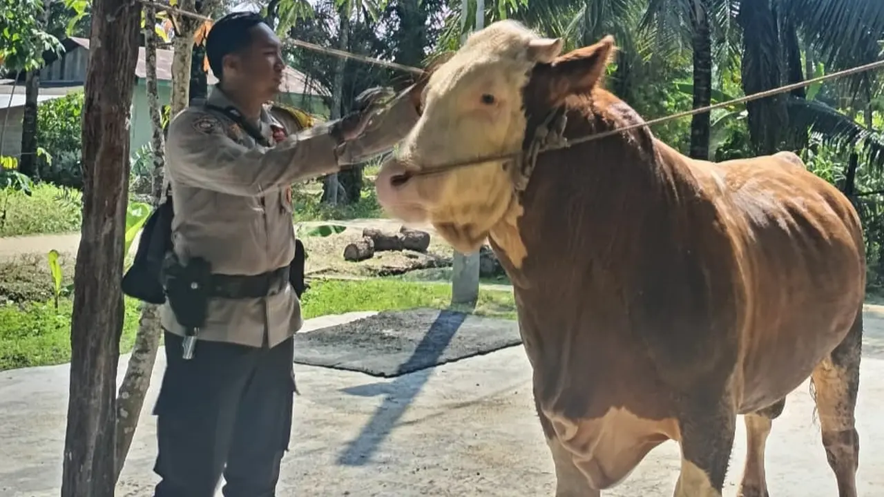 Sapi simental cross milik Bhabinkamtibmas Polres Indragiri Hulu yang menjadi hewan kurban Presiden Prabowo Subianto di Riau.