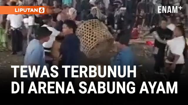 TRAGIS! SALAH PAHAM DI ARENA SABUNG AYAM BERUJUNG PEMBANTAIAN BERDARAH DI BANGLI, BALI