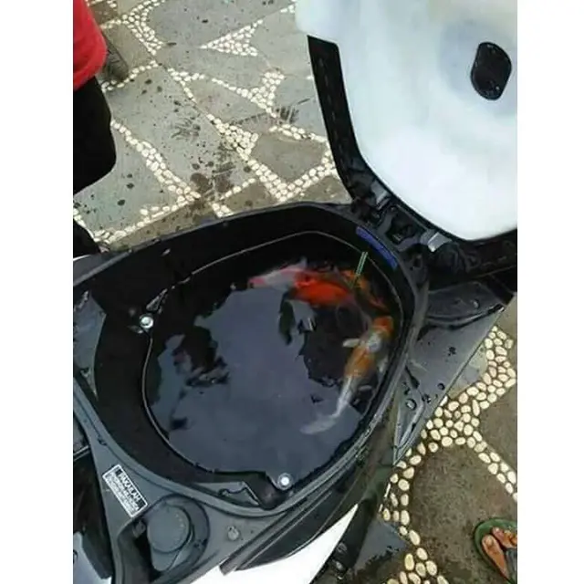 6 Akuarium Low Budget Ini Absurd Banget, Enggak Habis Pikir
