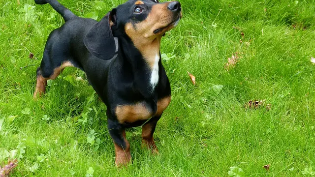 Dachshund