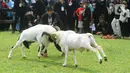 Dalam acara ini juga ada kontes domba dan kambing dengan berbagai nomor, di antaranya bibit pedaging dan perah. (merdeka.com/Arie Basuki)