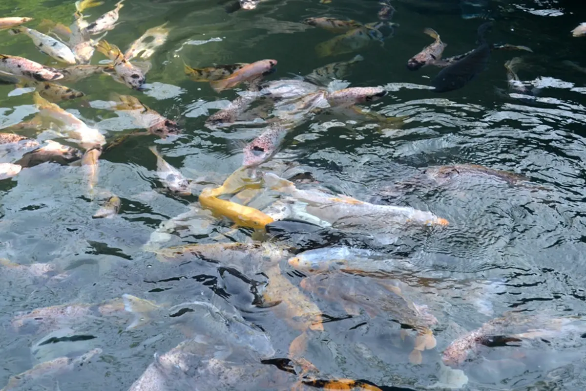 Ilustrasi – Ikan di kolam taman. (Foto: Liputan6.com/Muhamad Ridlo)