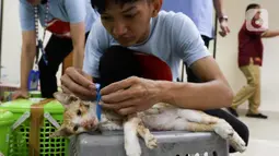 Kegiatan ini bertujuan menekan populasi kucing untuk mempertahankan DKI Jakarta bebas rabies.  (Liputan6.com/Herman Zakharia)