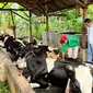 Bupati Lumajang Thoriqul Haq (Kiri) memantau langsung perawatan sapi yang terpapar PMK di Lumajang (Istimewa)