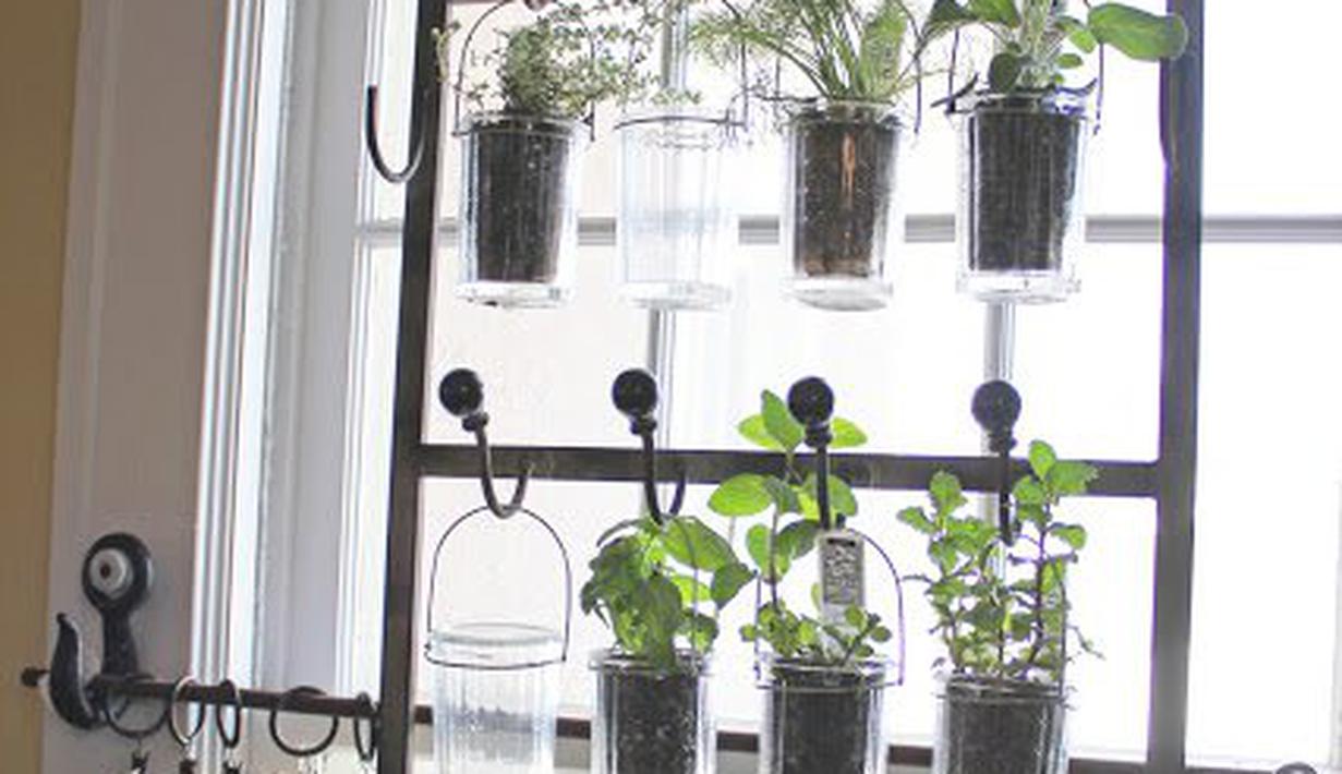 10 Ide Go Green Menanam Bumbu Dapur  Di Dalam Rumah 