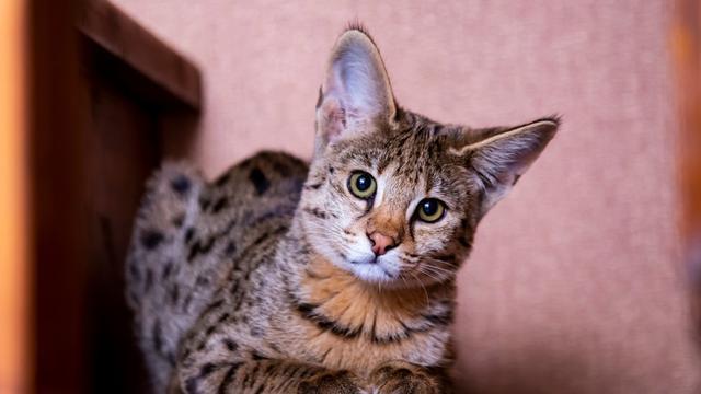 6 Ras Kucing yang Terkenal Memiliki Umur Panjang