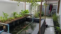 7 Usaha Ternak Ikan di Rumah Sempit, Mudah dan Untung Besar untuk Pemula