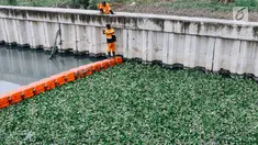 Petugas beraktivitas di sekitar lokasi uji coba tanaman eceng gondok di Kali Inlet 3, Tanjung Priok, Jakarta, Selasa (4/12). Eceng gondok mulai ditanam Pemprov DKI sebagai salah satu strategi membersihkan sungai di Jakut. (Liputan6.com/Immanuel Antonius)