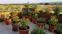 11 Tanaman Sayur Mini Tahan Panas untuk Musim Kemarau, Panen Melimpah Sepanjang Waktu