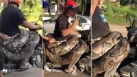 Viral pria temukan ular piton besar di perkebunan dan bawa pakai motor. (Sumber: World of Buzz)