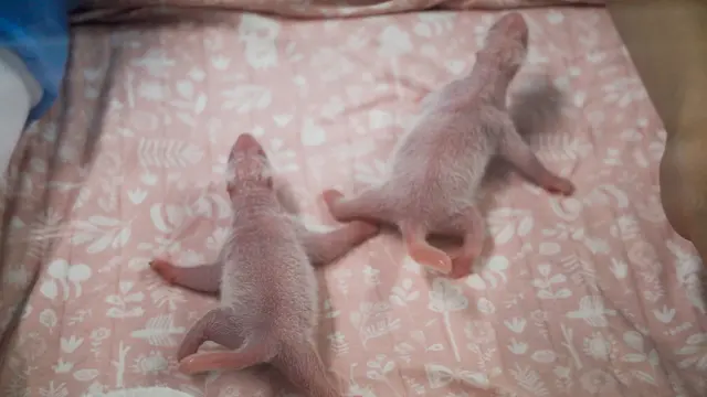 Menengok Dua Bayi Panda yang Baru Lahir di Belgia