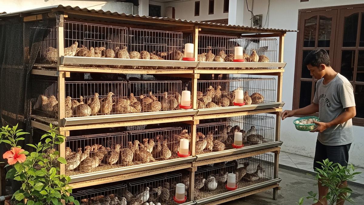 9 Peluang Usaha Ternak Tanpa Kandang yang Mahal, Modal Minim Untung Maksimal