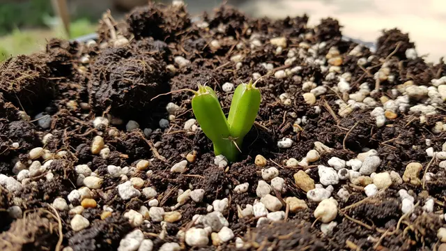 Cara Bikin Campuran Tanah Sempurna untuk Buah Naga, Subur dan Berbuah Lebat