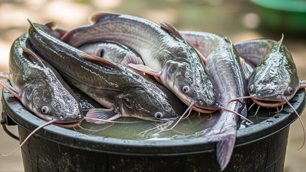 Anti Gagal! 7 Tips Sukses Ternak Lele Pakai Ember Bekas untuk Panen Melimpah