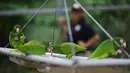 Burung beo Puerto Rico sedang makan di pusat penangkaran di Iguaca Aviary, El Yunque, Puerto Rico, (6/11). Para ilmuwan berupaya menentukan cara terbaik untuk melepasliarkan burung beo Puerto Rico. (AP Photo/Carlos Giusti)