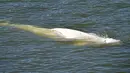 Seekor paus beluga terlihat berenang di sungai Seine Prancis, dekat kunci di Courcelles-sur-Seine, Prancis barat pada 5 Agustus 2022. Tidak jelas mengapa paus itu menyimpang begitu jauh dari habitat aslinya, puluhan kilometer di jalur air yang sibuk dan hampir setengah jalan ke Paris, melewati Pelabuhan Rouen. (Jean-François MONIER / AFP)