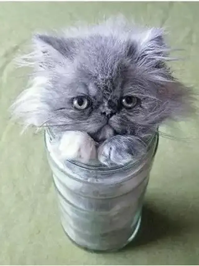 6 Aksi Kucing Masuk ke Dalam Gelas Ini Banyak Tingkah, Ada-Ada Saja