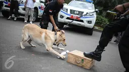 Seekor anjing unit k-9 menemukan barang bukti narkoba saat simulasi di Monas, Jakarta, Selasa (6/12). Pasukan K9 terdiri dari herder (German Shepherd), beagle, Belgian Malinois, dan lain-lain. (Liputan6.com/Faizal Fanani)