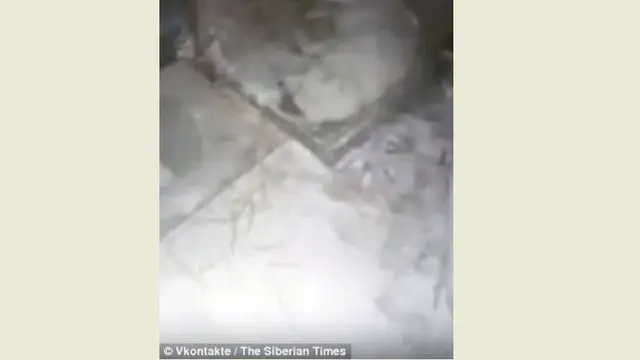 [Bintang] Miris! Anjing Ini Dibiarkan Mati Kedinginan oleh Pemiliknya