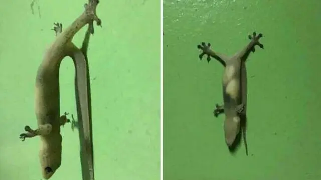 8 Penampakan Absurd Cicak di Dinding Ini Bikin Merinding