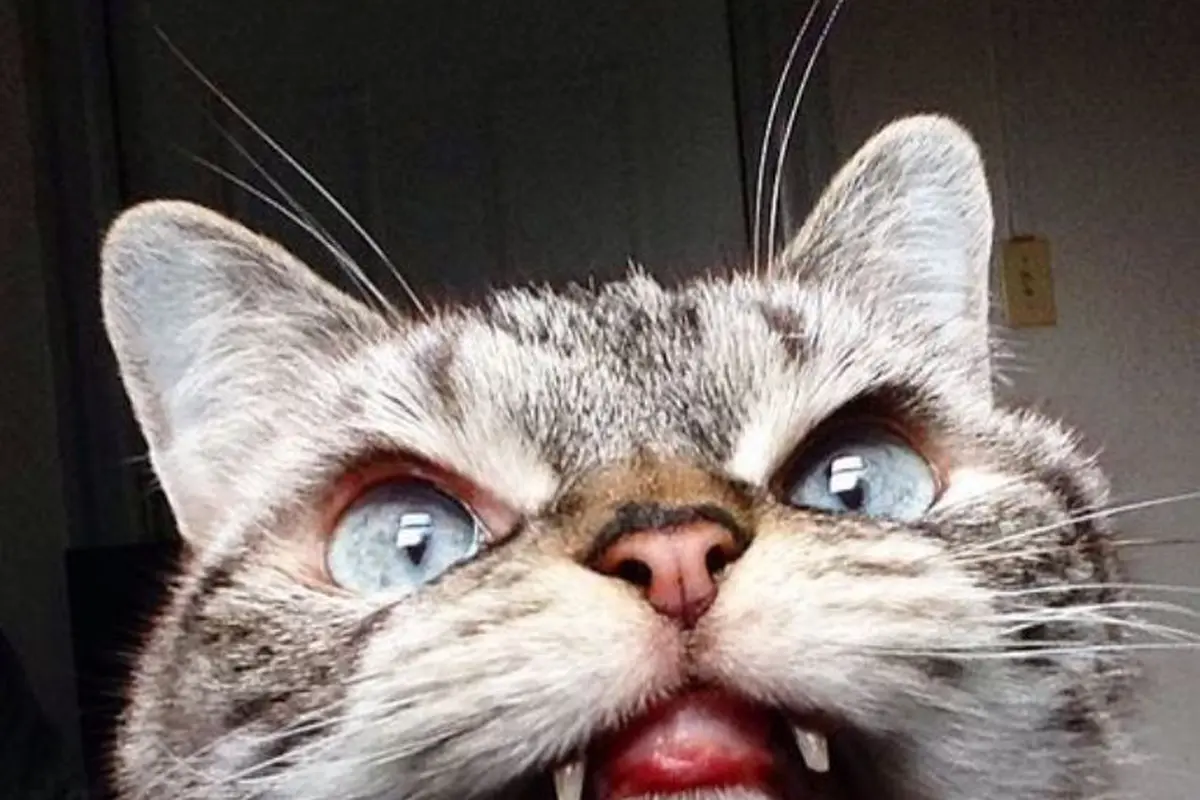 Kucing Mirip Vampir Ini Bikin Kamu Nggak Takut Lagi Sama Hantu