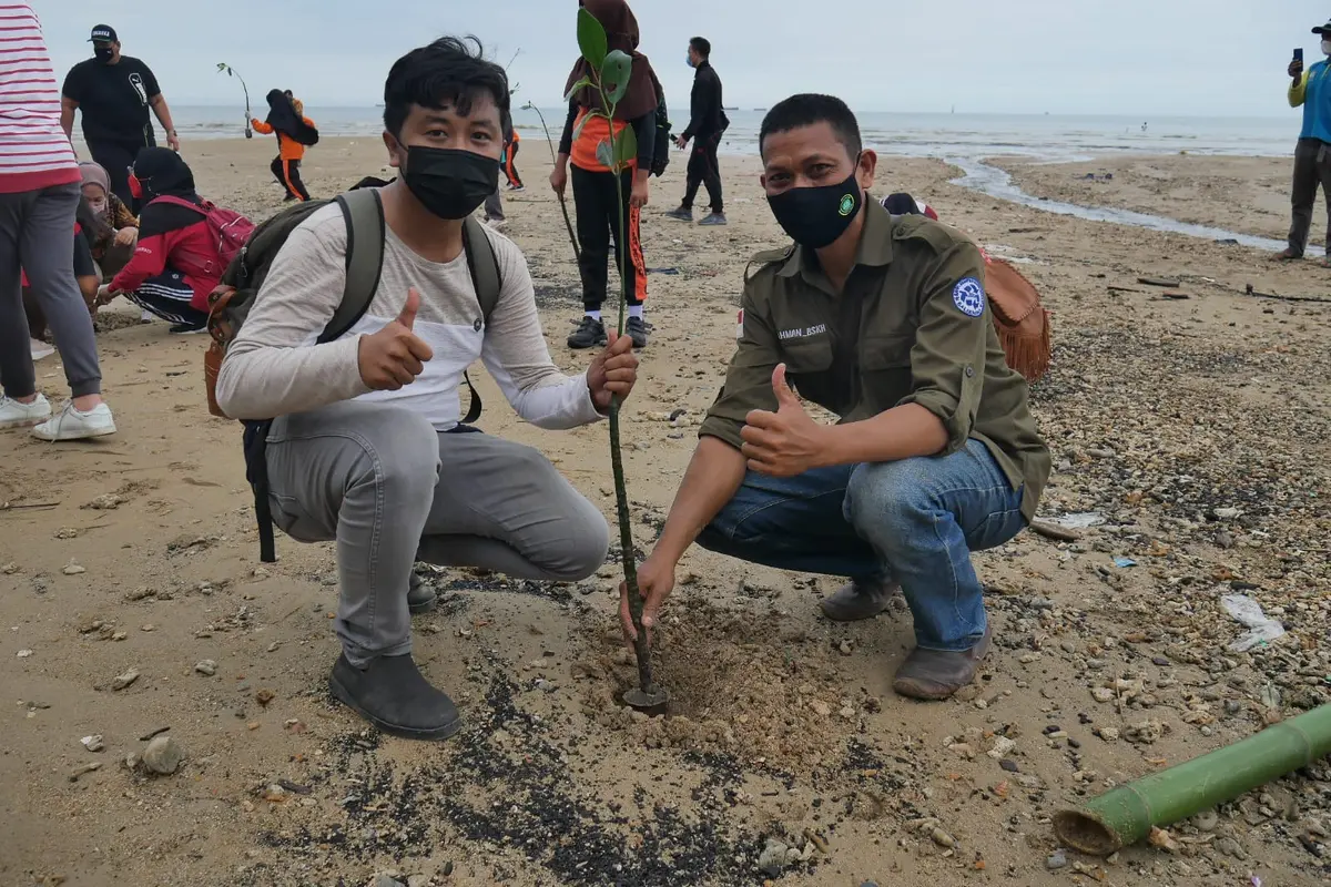 Penanaman mangrove