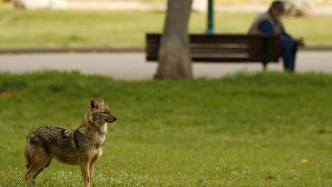 Serigala berdiri di rumput Yarkon Park di kota pesisir Israel, Tel Aviv pada 13 April 2020. Lusinan serigala mengambil alih sebuah taman yang sepi karena penerapan lockdown akibat virus Corona untuk mencari makanan di tempat yang biasanya digunakan olahraga, piknik dan berjemur. (JACK GUEZ/AFP)