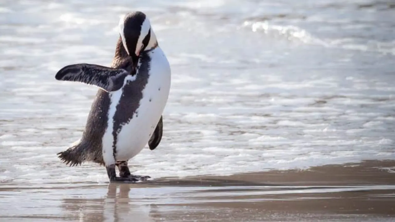 Penguin Tonton Kartun Pingu Agar Tidak Kesepian