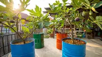 10 Pohon Buah yang Tumbuh Subur di Lahan Sempit, Panen Melimpah di Pekarangan Rumah