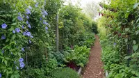 7 Desain Mini Food Forest dengan Tanaman Rambat, Maksimalkan Lahan Terbatas