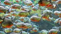 Sebuah rekaman video menunjukkan saat-saat mengerikan sisa kepala banteng dimasukkan ke dalam kolam yang dipenuhi oleh ikan piranha