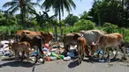 Kawanan sapi mengkonsumsi sampah limbah organik rumah tangga dalam kantong plastik  yang berada di pinggir jalan raya di Darul Imarah, Provinsi Aceh, Senin (4/10/2019). Sapi tersebut mencari makan dari tumpukan sampah. (Photo by CHAIDEER MAHYUDDIN / AFP)