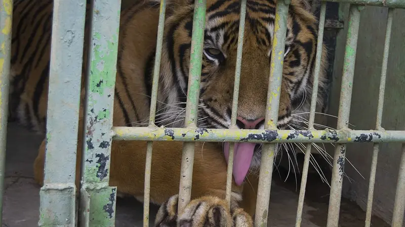 Harimau sumatera di Medan Zoo