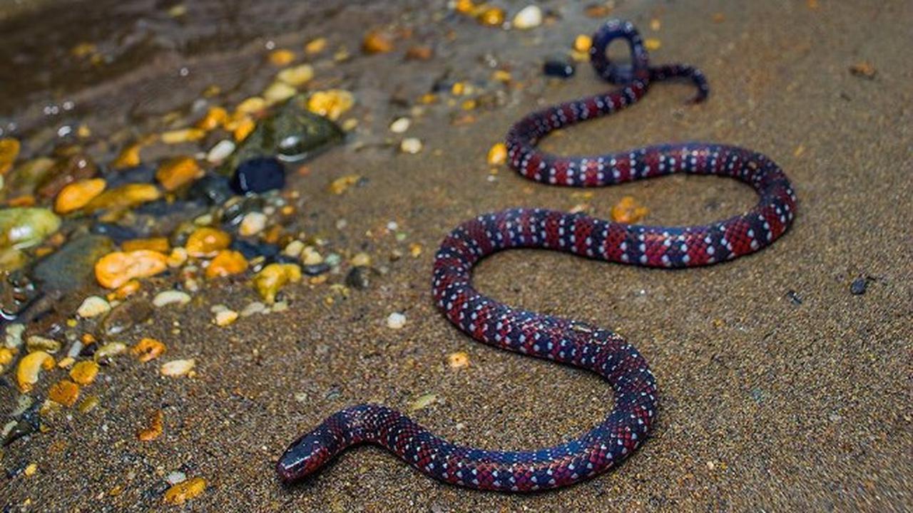 Kokrak, eshak, vagina