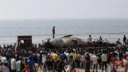 Sejumlah orang tampak memandangi bangkai ikan paus yang sedang dievakuasi, di pantai sepanjang Laut Arab di Mumbai , India, (29/1). (REUTERS / Danish Siddiqui)