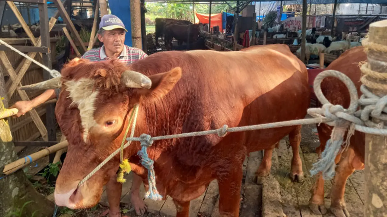 Jelang Idul Adha, Penjualan Hewan Kurban di Kota Malang Masih Lesu Pembeli