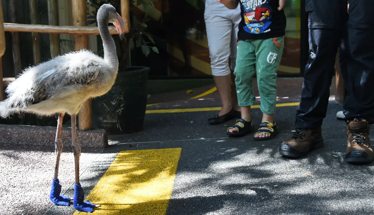 Bayi flamingo dengan sepasang sepatu biru di taman burung Jurong, Singapura, 31 Agustus 2017. Flamingo bernama Squish itu memakai sepatu biru khusus untuk melindungi kaki sensitifnya selama berjalan-jalan di area taman burung. (Roslan Rahman/AFP)