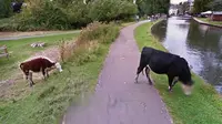 Sapi Ini Jadi Terkenal Gara-Garanya Wajahnya Di-Blur Google 