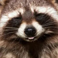 Rakun ini berlaku manja saat makan.